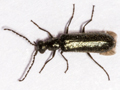 Dasytes aeratus